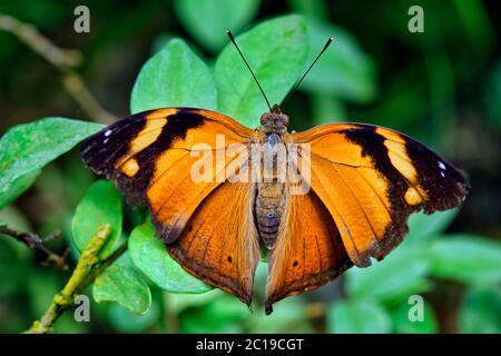 Farfalla foglia autunno - Doleschallia bisaltide Foto Stock
