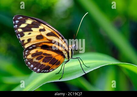 Farfalla tigerwing Harmonia - Tithorea harmonia Foto Stock