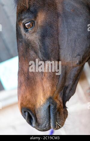 Felicity a castagno mare. Foto Stock