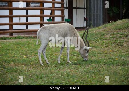 Le antilopi curve a corna Addax (Addax nasomaculatus) Foto Stock