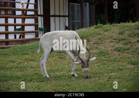 Le antilopi curve a corna Addax (Addax nasomaculatus) Foto Stock