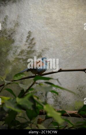 Un Cordonbleu di birra blu nello zoo di Francoforte Foto Stock