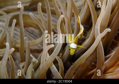I capretti clownfish Maurizio - Amphiprion chrysogaster Foto Stock