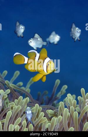 I capretti clownfish Maurizio - Amphiprion chrysogaster Foto Stock