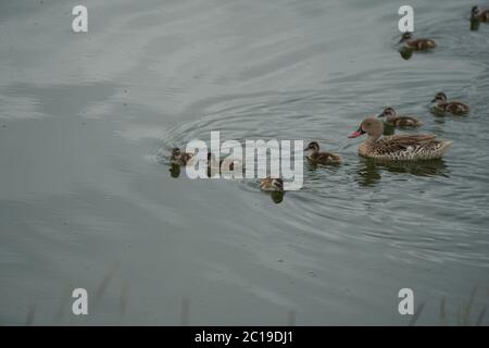 Capo teal Anas capensis lungo dabbling anatra prole bambino Foto Stock