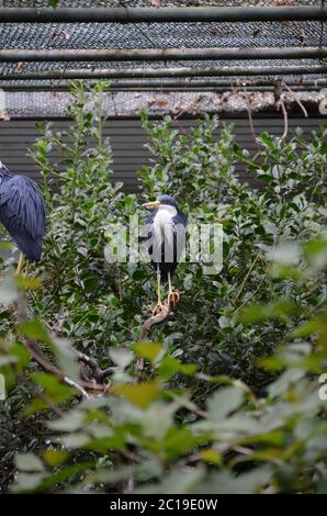 Airone grigio seduto in cima, lo zoo di Francoforte Foto Stock