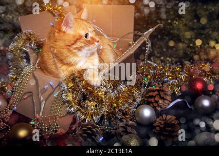 Home gatto rosso dorme in una scatola con decorazioni di Natale. Il concetto di Capodanno e le vacanze di Natale. Foto Stock