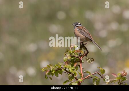 Emberiza cia Foto Stock