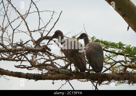 Hadeda ibis Bostrychia hagedash chiamato anche Hadada Africa sub-sahariana Kenya Foto Stock