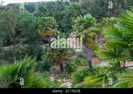 Palma di zucchero in foresta densa Foto Stock