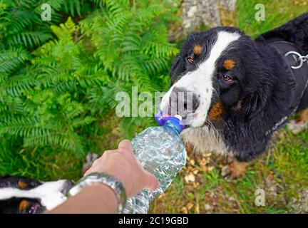 Cane da montagna Bernese acqua potabile da bottiglia di plastica. All'aperto nella foresta. Foto Stock