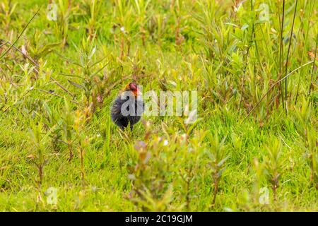 Brutto pollo poco coot sul prato Foto Stock