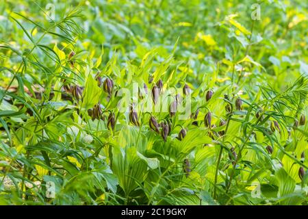 Il fiore di orchidea della signora in estate Foto Stock