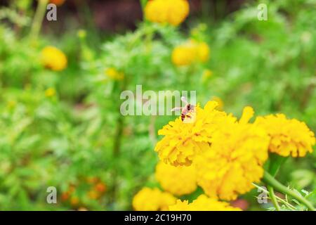 Marigold e api della natura. Foto Stock