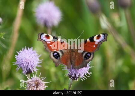 Aglais io la farfalla europea del pavone colorata Foto Stock