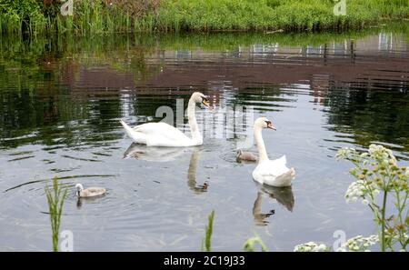 Swans on Forth & Clyde Canal, Bowling, West Dunbartonshire, Scozia, Regno Unito Foto Stock