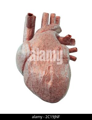 Cuore umano isolato su un bianco. illustrazione 3d Foto Stock