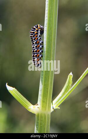 Bruco della farfalla a coda di rondine - Papilio Machaon Foto Stock