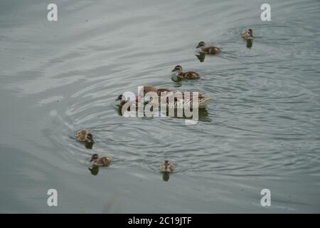 Capo teal Anas capensis lungo dabbling anatra prole bambino Foto Stock