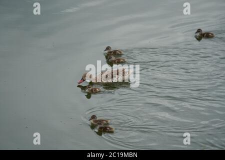 Capo teal Anas capensis lungo dabbling anatra prole bambino Foto Stock