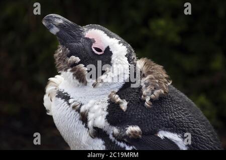 Pinguino africano - Sfenisco demerssus Foto Stock