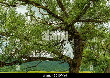 Succursale della Willow (Salix alba) Foto Stock