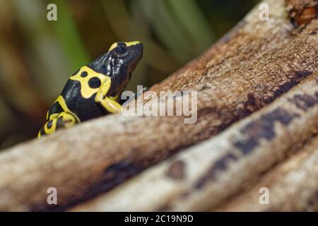 Rana veleno con bande gialle - Dendrobates leucomelas Foto Stock