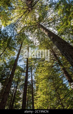 Sequoie californiane nel Treewalk di Redwoods, Rotorua, Isola del Nord, Nuova Zelanda Foto Stock