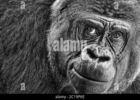 Western pianura gorilla - gorilla Gorilla Foto Stock