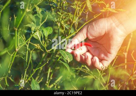 chili di presa di mano Foto Stock