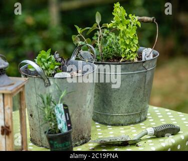 piantatrici di erbe e una cazzuola in un giardino di campagna Foto Stock