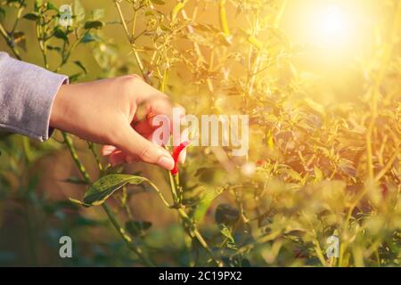 chili di presa di mano Foto Stock