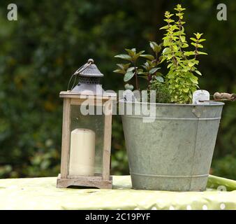 lanterna e giardino di erbe Foto Stock