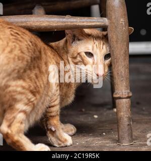 rosso punteggiato orientale corto gatto capelli sotto una sedia Foto Stock