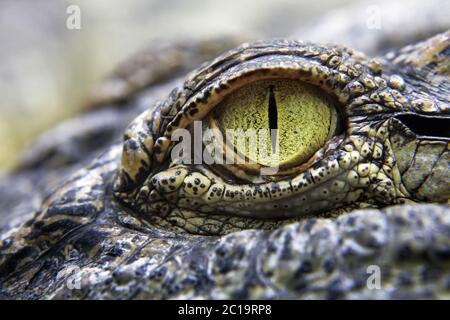 Occhio di coccodrillo siamese - Crocodylus siamensis Foto Stock