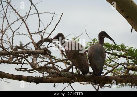 Hadeda ibis Bostrychia hagedash chiamato anche Hadada Africa sub-sahariana Kenya Foto Stock