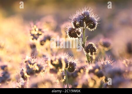 Lacy phacelia (Phacelia tanacetifolia) durante l'alba Foto Stock