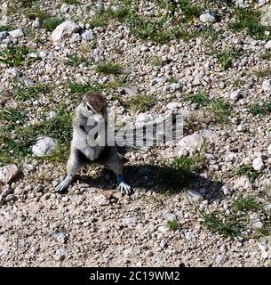 In piedi gopher sul terreno nel deserto del Namibia, Namibia Foto Stock