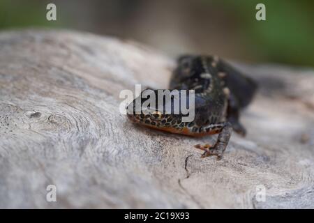 Alpina novo Ichthyosaura alpestris Amphibian arancione ventre Foto Stock