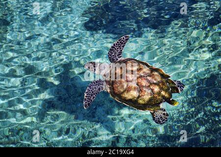 Tartaruga marina di Hawksbill - Eretmochelys imbricata Foto Stock