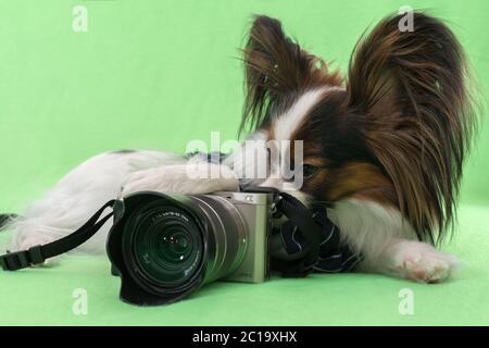 Giovane e bella continental spaniel papillon con una fotocamera su sfondo verde Foto Stock