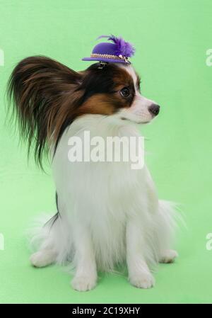 Giovane e bella continental spaniel papillon in un cappello con piuma su uno sfondo verde Foto Stock