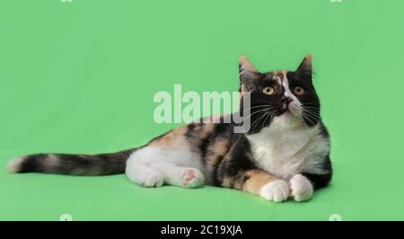 Tre belle-gatto colorato su sfondo verde Foto Stock