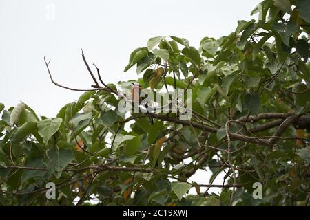 Bianco fronte ape mangiatore Merops bullockoides Africa albero Foto Stock