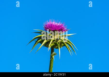 Thistle di latte in fiore (Silybum marianum). Foto Stock