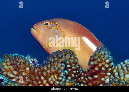 Pesce falco dell'arco - Paracirrhites arcatus Foto Stock