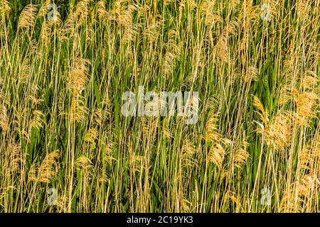 Letto alto a rana (Phragmites australis). Foto Stock