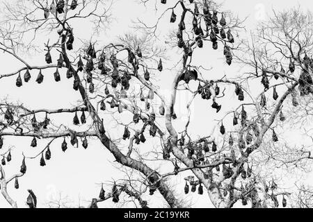 Colonia di volpe volanti di grandi dimensioni / pipistrelli da frutta (Pteropus alecto) che causano danni agli alberi nel Lissner Park, Charters Towers, Australia Foto Stock