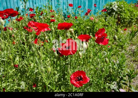 Luminoso papavero Field.Beautiful rosso papaveri fiori. Fresco sfondo sulla natura all'aperto Foto Stock