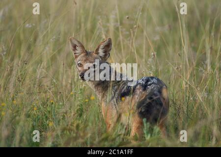 Golden Jackal Canis Aureus Safari Wild Ritratto Foto Stock